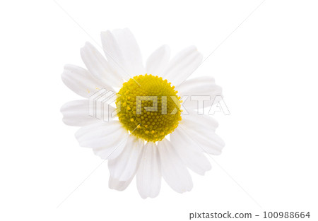 medical chamomile isolated 100988664