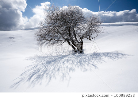 Winter landscape, lonely tree covered by snow Winter landscape, lonely tree covered by snow 100989258