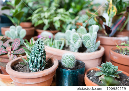 Home garden close up. Variety of indoor plants Home garden close up. Variety of indoor plants 100989259