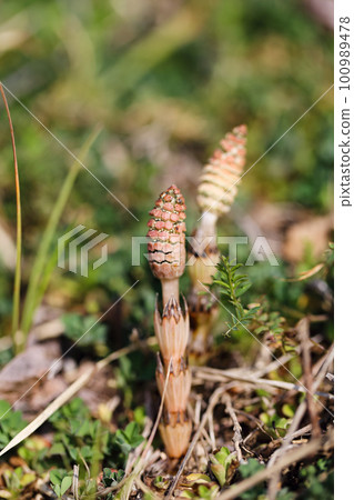 Spring sign 100989478