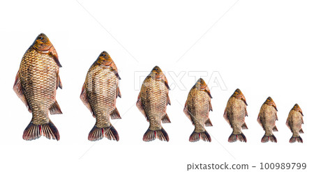 Freshwater fish crucian carp on a white background. Freshwater fish crucian carp on a white background. 100989799