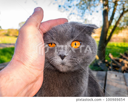 A mans hand is stroking a gray Scottish Fold cat with orange eyes. A mans hand is stroking a gray Scottish Fold cat with orange eyes. 100989854