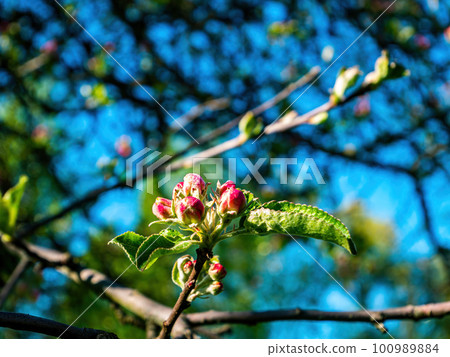 Pink buds of blossoming pear tree flowers. Pink buds of blossoming pear tree flowers. 100989884