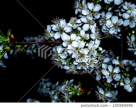 Blooming cherry flowers in the night darkness. Blooming cherry flowers in the night darkness. 100989896