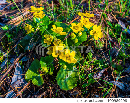 Spring blooming of the yellow caltha palustris meadow flower. Spring blooming of the yellow caltha palustris meadow flower. 100989998