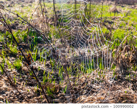 White spider web of insect with water drops. White spider web of insect with water drops. 100990002