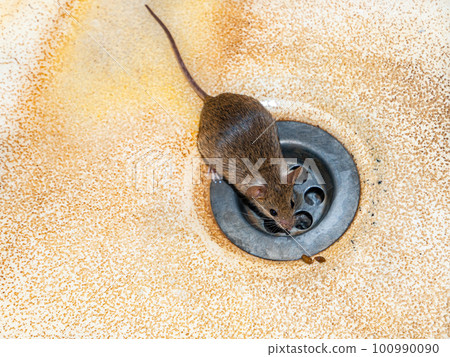 Animal rodent mouse on the sink sink. Animal rodent mouse on the sink sink. 100990090