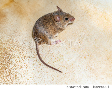 Mus musculus animal rodent mammal mouse. Mus musculus animal rodent mammal mouse. 100990091