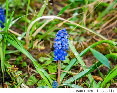 Opening young muscari flower bud with green leaves. 100990114