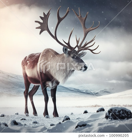 snow, deer, animal 100990205