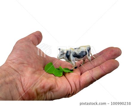 Animal white cow with black spots eats green grass from a human hand. Animal white cow with black spots eats green grass from a human hand. 100990238