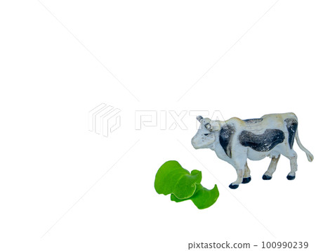 Animal white cow with black spots eats green grass. 100990239