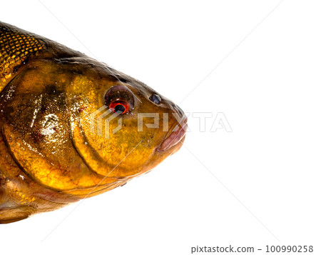 Freshwater fish tench on a white background. Freshwater fish tench on a white background. 100990258