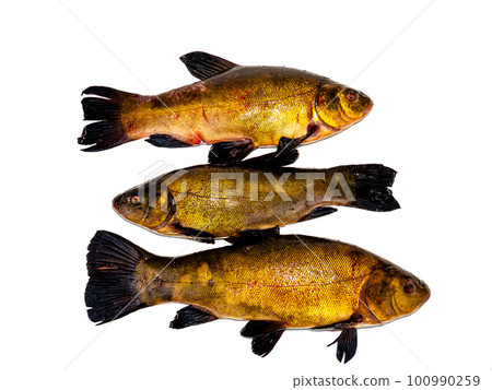 Freshwater fish tench on a white background. 100990259