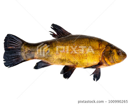 Freshwater fish tench on a white background. 100990265