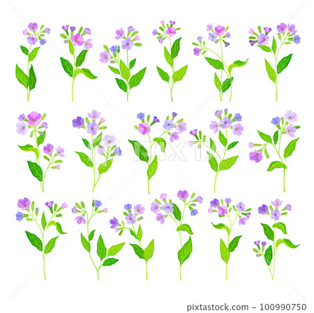 Lungwort or Pulmonaria Flowering Plant with Violet Inflorescences Big Vector Set Lungwort or Pulmonaria Flowering Plant with Violet Inflorescences Big Vector Set 100990750
