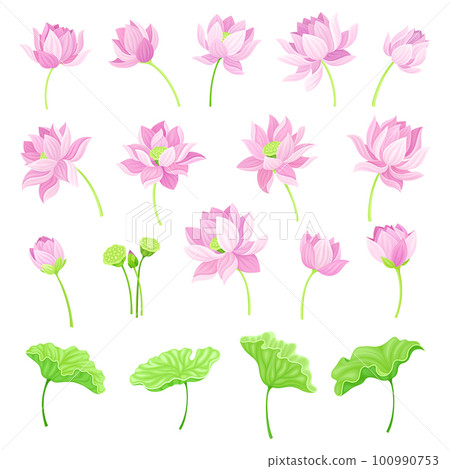 Lotus Pink Flowers and Green Stem with Pad Leaf Vector Set Lotus Pink Flowers and Green Stem with Pad Leaf Vector Set 100990753