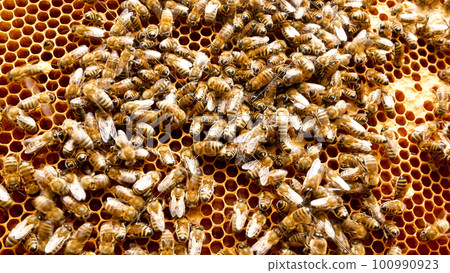 Many bees crawl over honeycombs on a wax frame with cells in the hive. Honey production Many bees crawl over honeycombs on a wax frame with cells in the hive. Honey production 100990923