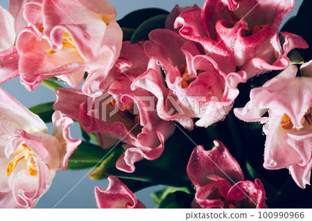 Bunch of Parrot Style Tulips 100990966