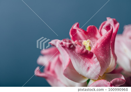 Bunch of Parrot Style Tulips 100990968