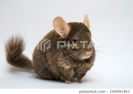 cute brown chinchilla on white background 100991461