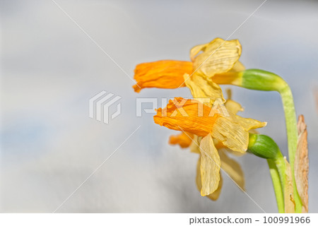 Wilted yellow narcissus flowers against light background 100991966