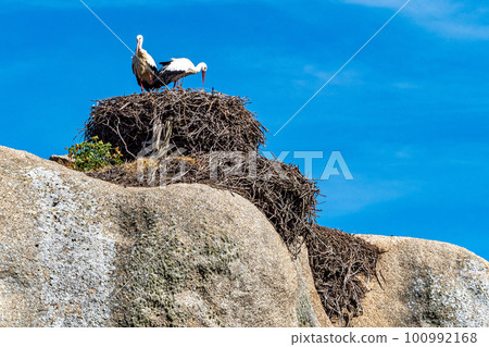 Storks colony in a protected area at Los Barruecos Natural Monument, Malpartida de Caceres, Extremadura, Spain. 100992168