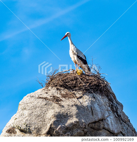 Storks colony in a protected area at Los Barruecos Natural Monument, Malpartida de Caceres, Extremadura, Spain. 100992169