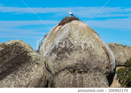 Storks colony in a protected area at Los Barruecos Natural Monument, Malpartida de Caceres, Extremadura, Spain. Storks colony in a protected area at Los Barruecos Natural Monument, Malpartida de Caceres, Extremadura, Spain. 100992170