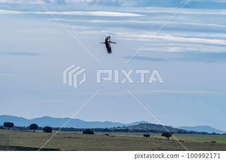 European white stork, Ciconia ciconia flying at Los Barruecos, Malpartida de Caceres, Extremadura, Spain. European white stork, Ciconia ciconia flying at Los Barruecos, Malpartida de Caceres, Extremadura, Spain. 100992171