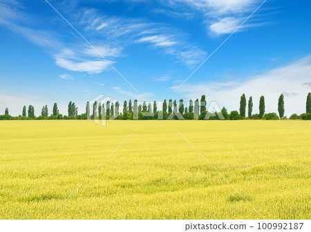 Golden wheat field and blue sky with clouds. Golden wheat field and blue sky with clouds. 100992187
