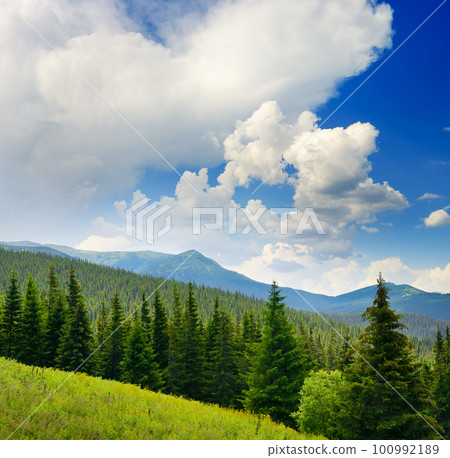 Beautiful pine trees on background high mountains. 100992189