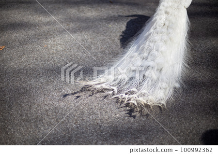 Peacock in New York Cathedral 100992362