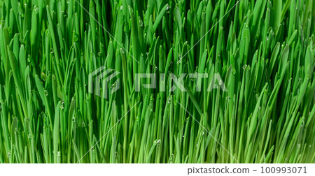 Green wheat sprouts with water drops, macro Green wheat sprouts with water drops, macro 100993071