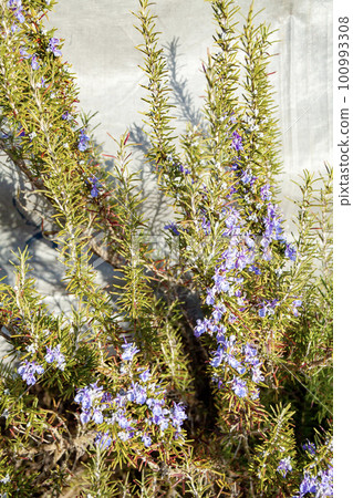 blooming rosemary blooming rosemary 100993308