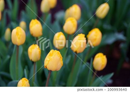 五顏六色的鬱金香花 100993640