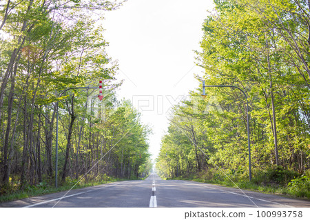 A straight road in the forest of Hokkaido 100993758