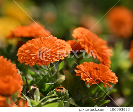 Calendula officinalis (Calendula officinalis) 100993953