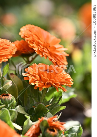 Calendula officinalis (Calendula officinalis) Calendula officinalis (Calendula officinalis) 100993965