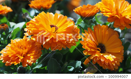 Calendula officinalis (Calendula officinalis) 100994007