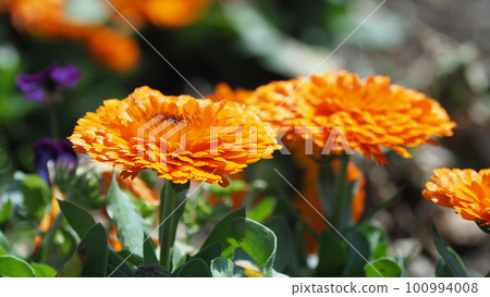 Calendula officinalis (Calendula officinalis) Calendula officinalis (Calendula officinalis) 100994008