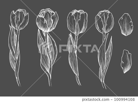 Outline tulip. line art hand drawn flowers. Tulips floral illustration Outline tulip. line art hand drawn flowers. Tulips floral illustration 100994108