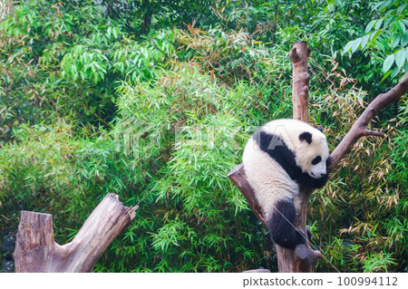 大熊貓(中國 - 成都大學學校育種研究基地) 大熊貓(中國 - 成都大學學校育種研究基地) 100994112