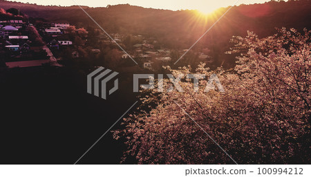 landscape of Beautiful Wild Himalayan Cherry Blooming pink Prunus cerasoides flowers at Phu Lom Lo Loei and Phitsanulok of Thailand landscape of Beautiful Wild Himalayan Cherry Blooming pink Prunus cerasoides flowers at Phu Lom Lo Loei and Phitsanulok of Thailand 100994212