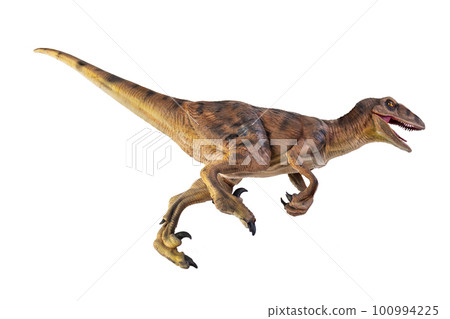 dinosaur , Velociraptor isolated background dinosaur , Velociraptor isolated background 100994225
