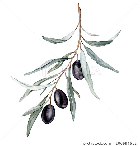 Watercolor illustration Olive's branch. Hand drawn watercolor design elements - decorations with olive fruits, branches, leaves. 100994612
