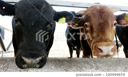 agriculture livestock farm or ranch. a large cowshed, barn. Row of cows, big black and brown purebred, breeding bulls eat hay 100994659