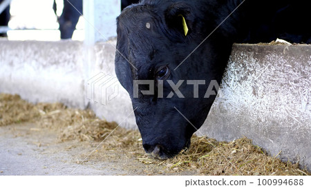 close-up. young bull chews hay. flies fly around. Row of cows, big black purebred, breeding bulls eat hay. agriculture livestock farm or ranch. a large cowshed, barn. close-up. young bull chews hay. flies fly around. Row of cows, big black purebred, breeding bulls eat hay. agriculture livestock farm or ranch. a large cowshed, barn. 100994688