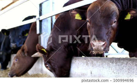 agriculture livestock farm or ranch. a large cowshed, barn. Row of cows, big black and brown purebred, breeding bulls eat hay agriculture livestock farm or ranch. a large cowshed, barn. Row of cows, big black and brown purebred, breeding bulls eat hay 100994696