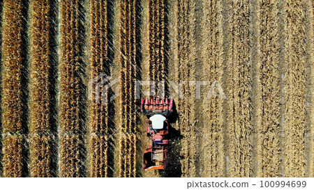 Aerial top view. combine harvester machine harvesting corn field in early autumn. large red tractor filtering Fresh corncobs from the leaves and stalks. Aerial Agriculture 100994699
